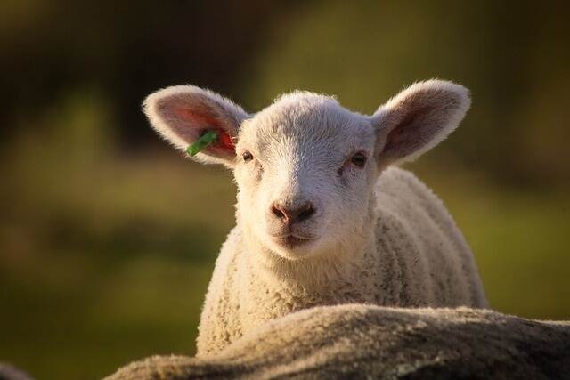 Lamb