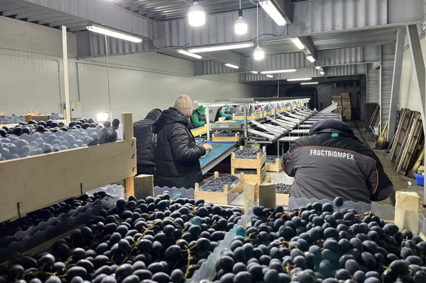 table grapes handling