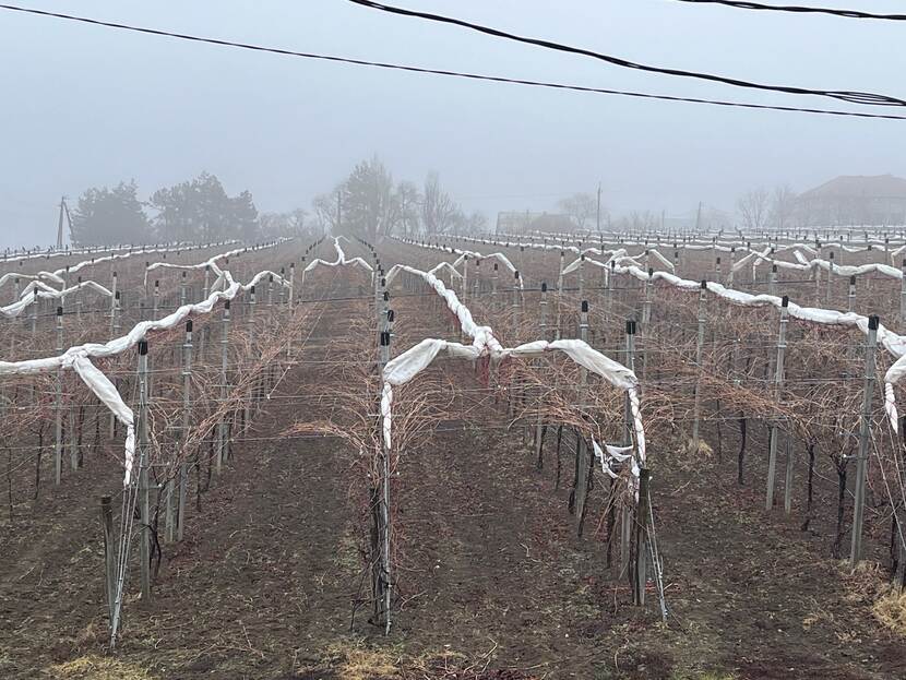 Tables grapes in pergola system