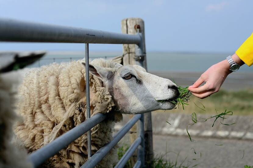 A human hand is feeding a sheep fresh grass.
