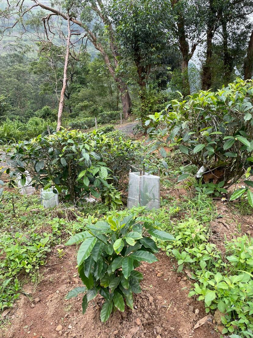 tea, coffee, and areca nut plants growing