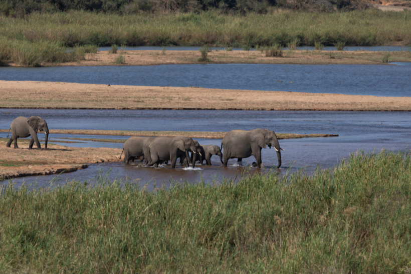 elephants walking through water