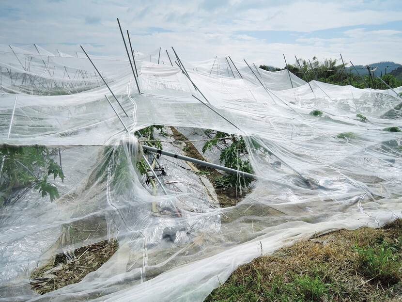 Damaged plastic greenhouse