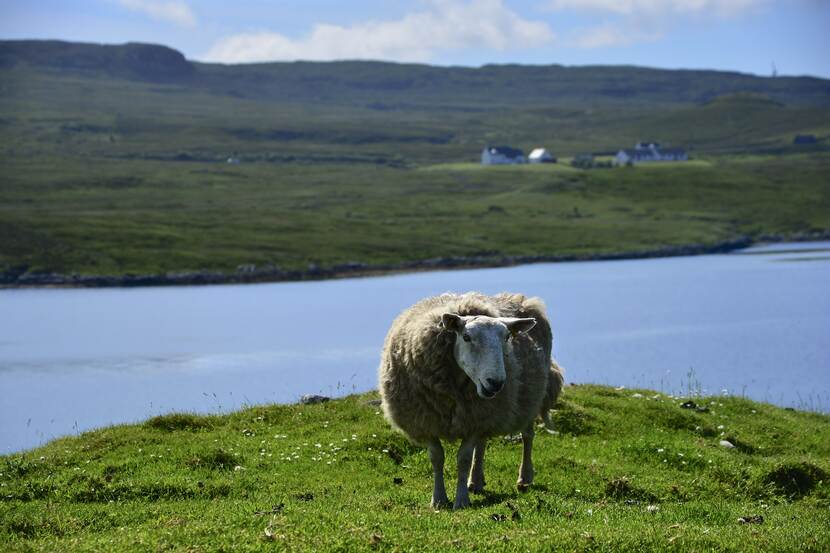 Typical Scottish Landscape  A sheep in Greshornis Flickr