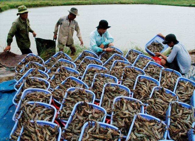 Vietnam's Shrimp exports to EU surge | Nieuwsbericht | Agroberichten