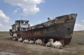 Camels sheltering from the sun next to a beached boat in a former part of the Aral Sea.