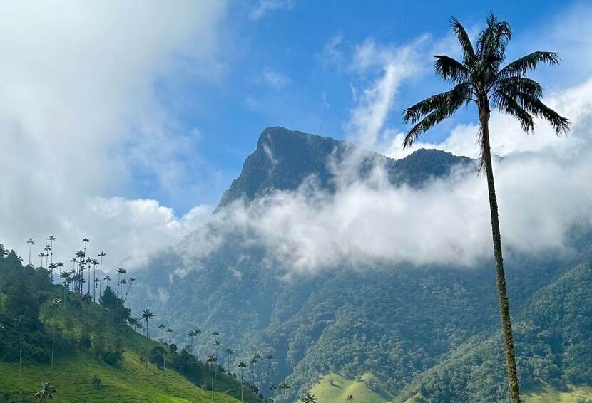 View of mountain and palm tree