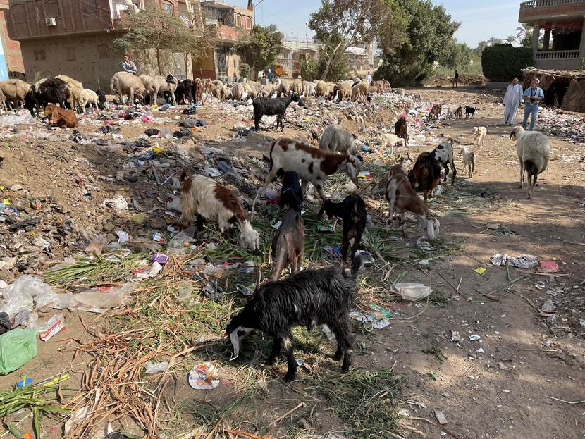 Goats grazing on rubbish in Giza