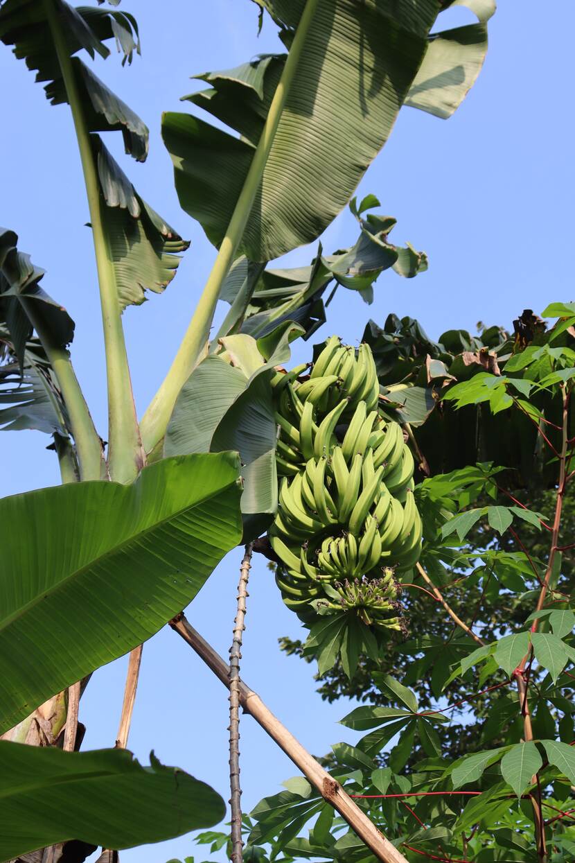 banana species