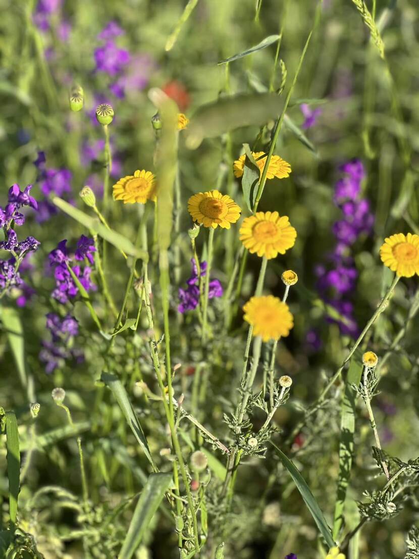 close-up of yellow and purple flowers