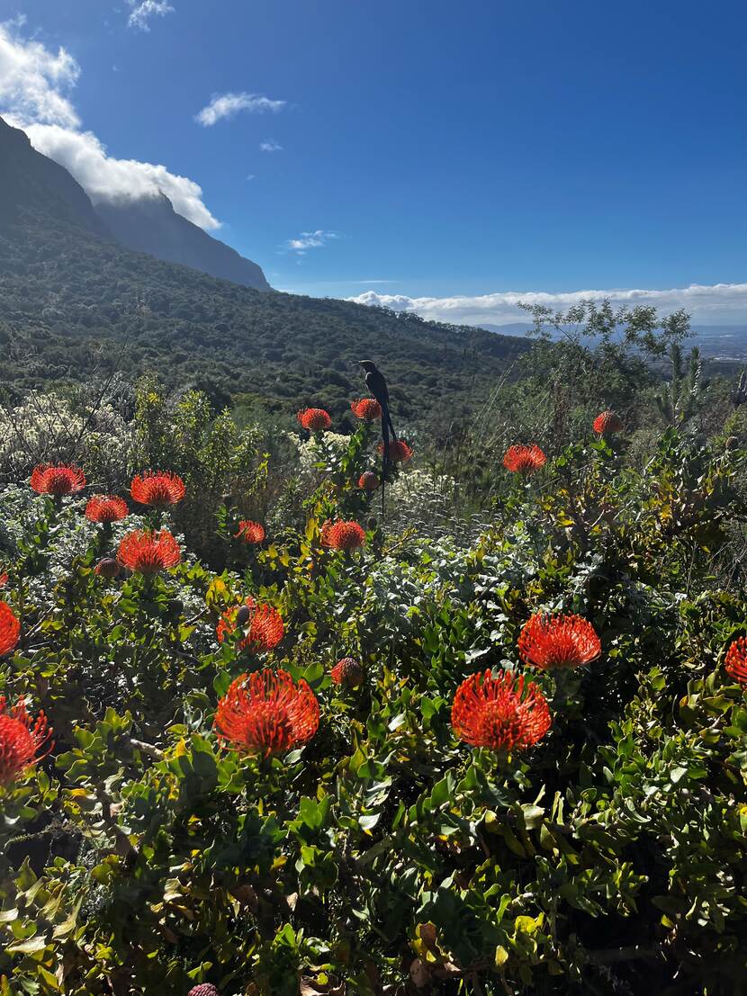 The Cape Sugarbird on Proteas flowers