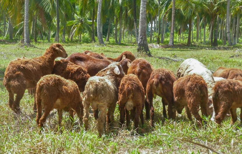 Goats huddled together - Agri-Silvi-pastoral systems