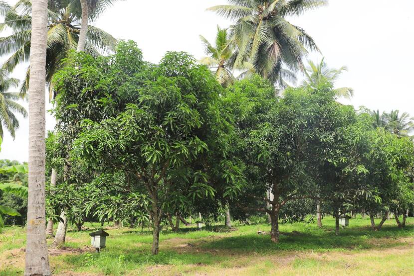 Apiculture with trees