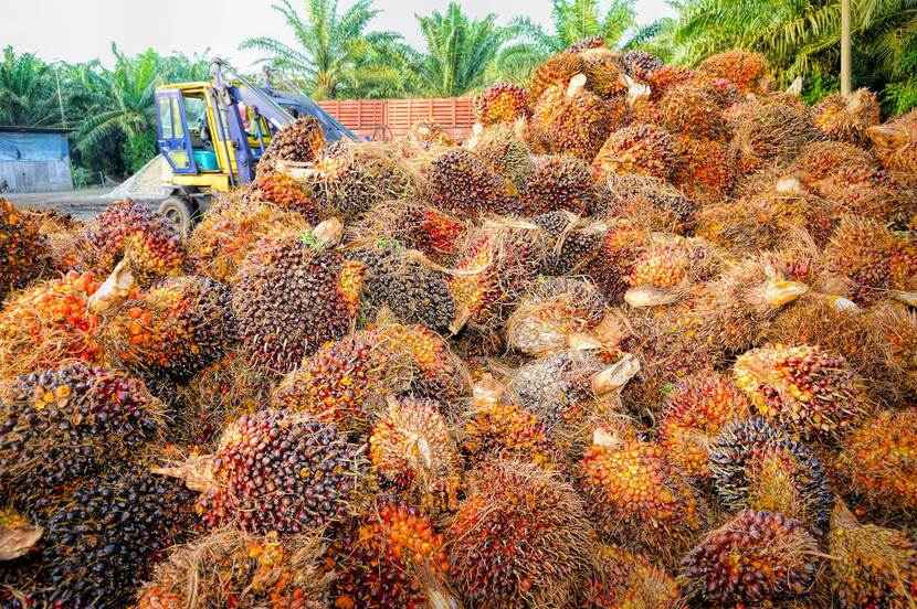 nature plant fruit palm tree seed ripe