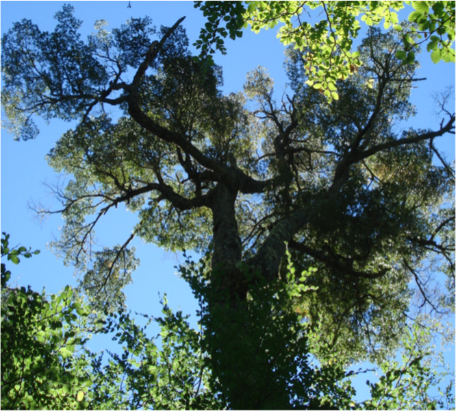 Tree in Chile