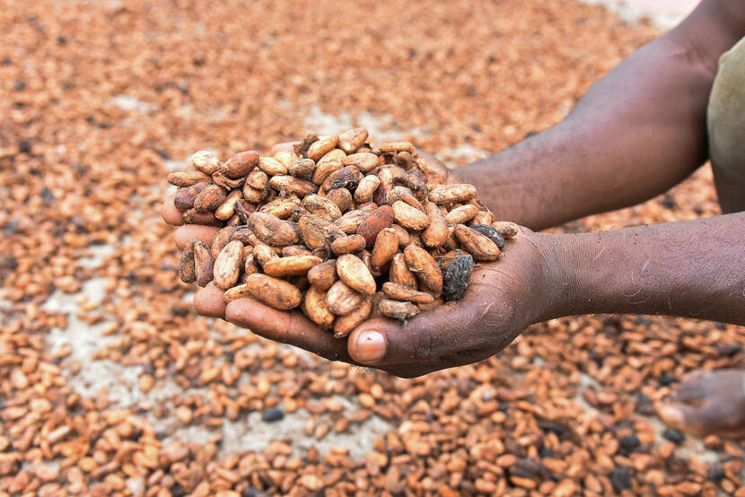 2020 Cocoa in Mbangassina Cameroon