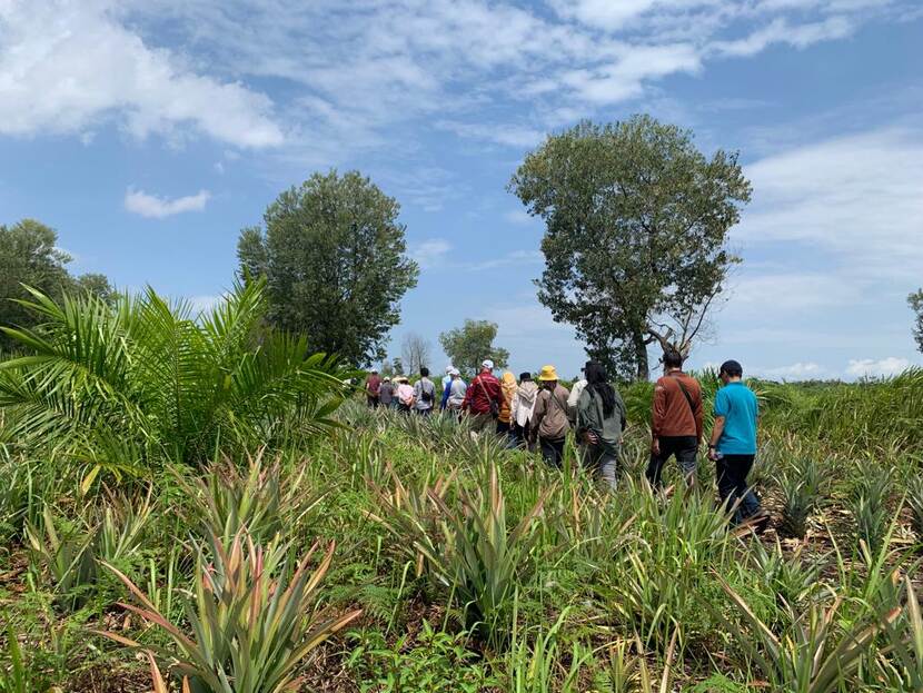 SustainPalm field visit to palm oil - pineapple