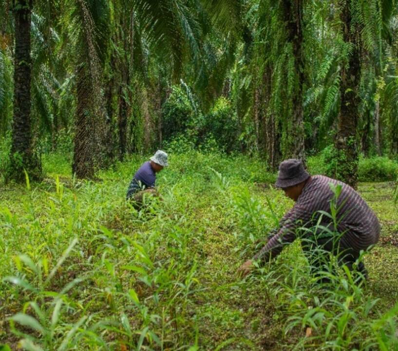 Ginger intercropped with mature palms on a smallholding in Kinabatangan, Sabah, Malaysia