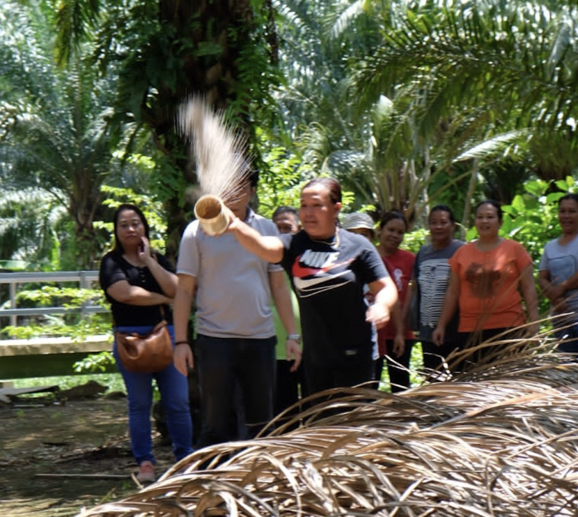 Cacao farming