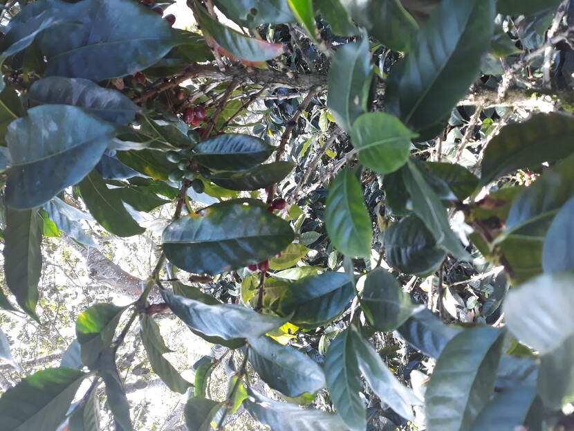 Coffee plant