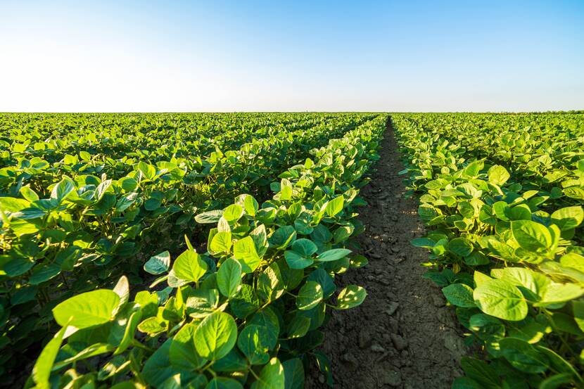 Soybean field in Vojvodina, Serbia. The sky is blue and the leaves of the crops are verdant green.