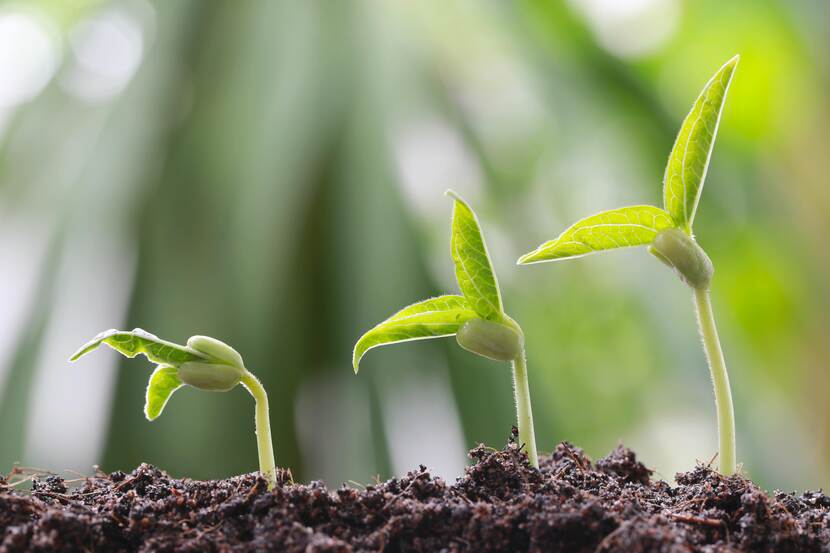 Soybean sprouts of varying sizes can be seen in a line, in front of a blurred background.