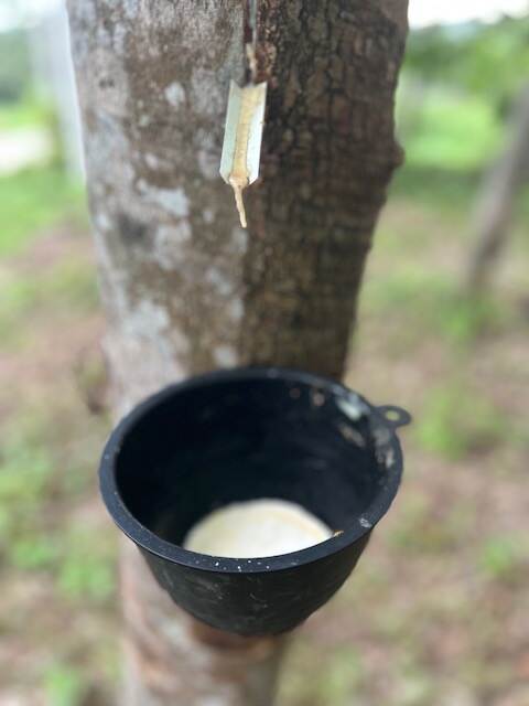 Rubber plantation in Thailand