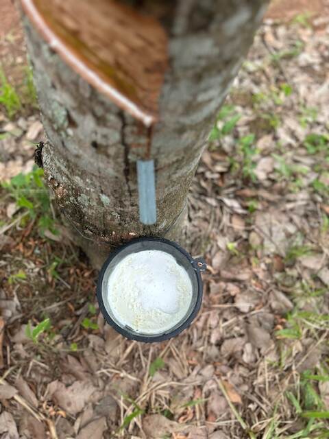 Rubber plantation in Thailand