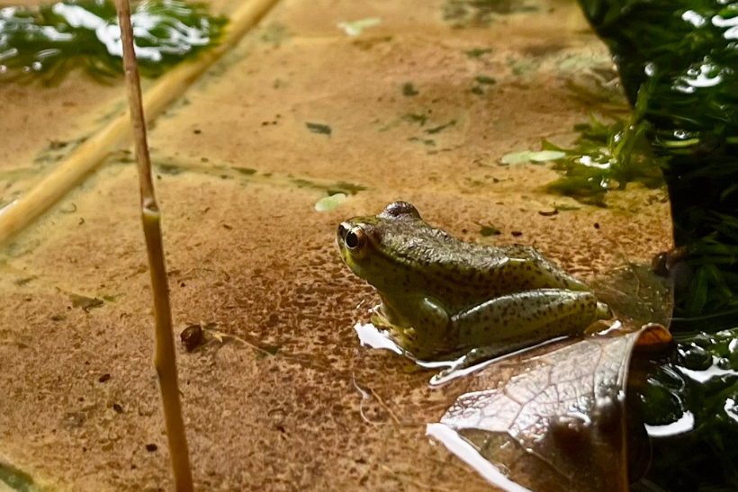 Cote d'Ivoire frog