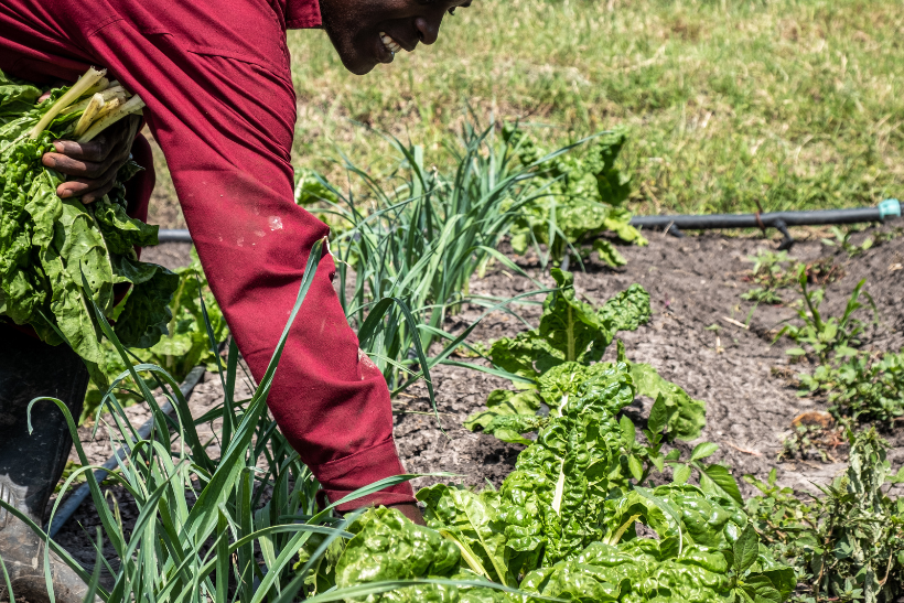 someone picking crops from the ground